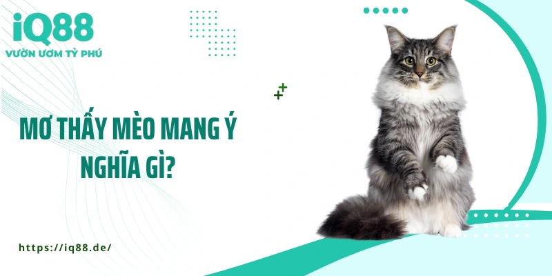 mo-thay-meo-mang-y-nghia-gi